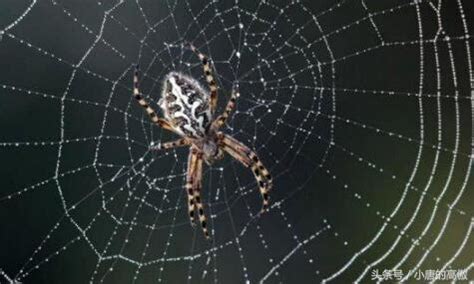 家裡有蜘蛛網代表什麼
